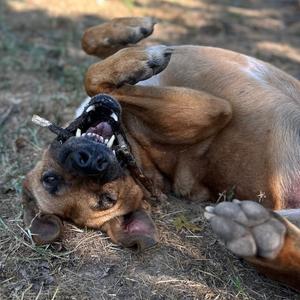Busta Rhymes (River), Malinois, Belgian, adult, available for adoption