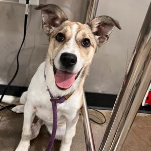 Hunny, Shepherd, available for adoption