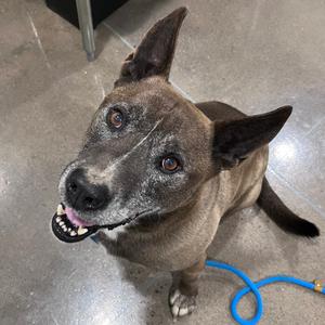 A close-up, high-angle shot of a medium-sized dog with grey and brown fur, a white blaze on its nose, and light brown eyes, looking up at the camera with its mouth slightly open, revealing its teeth. The dog is sitting on a grey concrete floor with a blue leash visible on the right side of the frame.