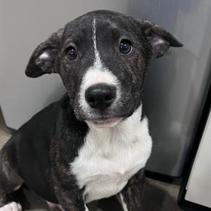 Dr. Phil, Mixed Breed (Medium), young, available for adoption