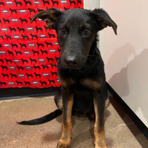 Cedar, Shepherd, German, available for adoption