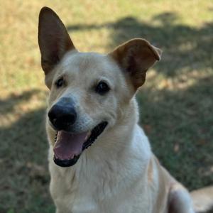 Big Bear, Retriever, Labrador, senior, available for adoption