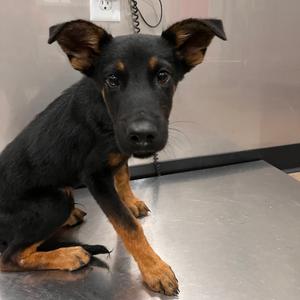 Forest, Shepherd, German, available for adoption