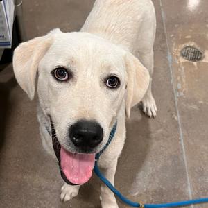 Armani, Pyrenees, Great, young, available for adoption