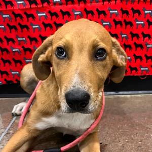 Bubbles, Ridgeback, Rhodesian, available for adoption