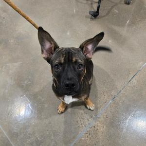 a brown and black dog with large ears and a white chest standing on a concrete floor