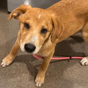 Blossom, Ridgeback, Rhodesian, available for adoption