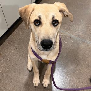A light-colored dog with floppy ears and a purple collar, sitting on a concrete floor.