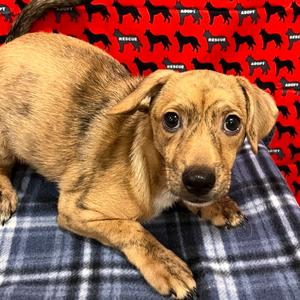 Dorito, Chihuahua, available for adoption