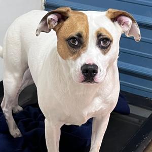 Bolt, Terrier, adult, available for adoption