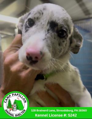 Penny, Border Collie, puppy, available for adoption