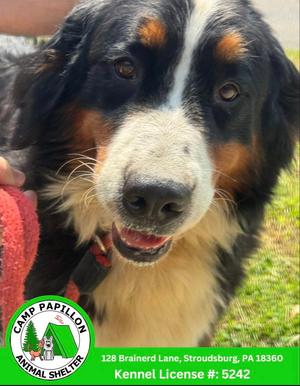 Darlene, Bernese Mountain Dog, adult, available for adoption
