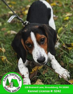 Arlo, Beagle, available for adoption