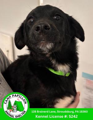 Donnatello, available for adoption