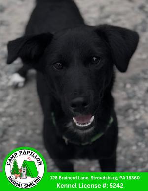 Donnatello, Shiba Inu, available for adoption