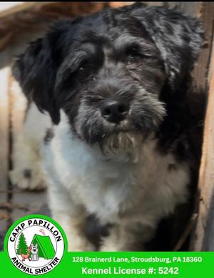 Benny, Havanese, available for adoption