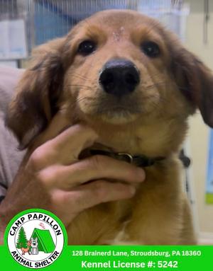 Baby Yoda, English Shepherd, available for adoption