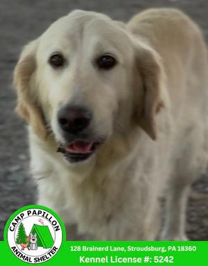 Izzy, Golden Retriever, adult, available for adoption