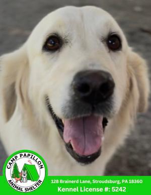 Meringue, Golden Retriever, adult, available for adoption