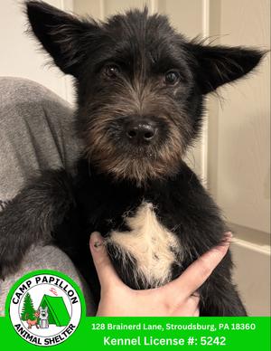 Michelangelo, available for adoption