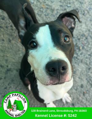 Billy, American Pit Bull Terrier, young, available for adoption