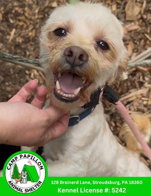 Cupid, Shih Tzu / Poodle (unknown type), adult, available for adoption