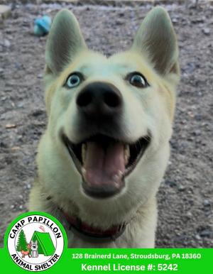 Nova, Husky / Shepherd, available for adoption