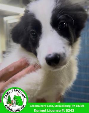 Flanders, Border Collie, puppy, available for adoption