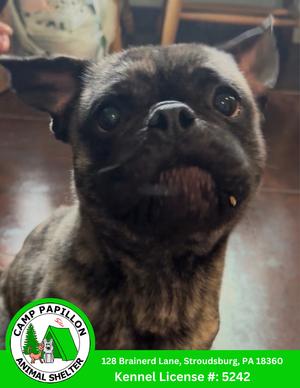 Apollo, Pug / French Bulldog, available for adoption