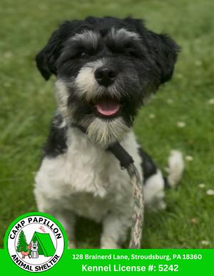 Otto, Havanese, available for adoption
