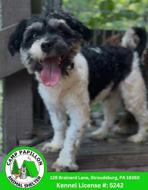 Otto, Havanese, available for adoption