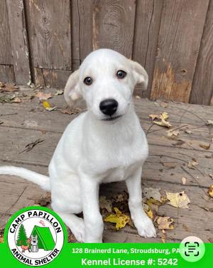 A white puppy sitting on a wooden deck with leaves around it.