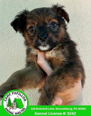 Lizzie, Australian Shepherd / Bernese Mountain Dog, puppy, available for adoption