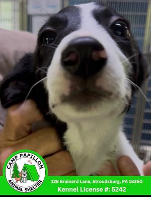 Homer, Border Collie, available for adoption