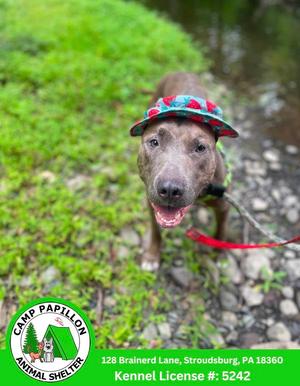 Melody, Pit Bull Terrier, available for adoption