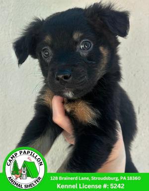 Bits, Bernese Mountain Dog / Rottweiler, available for adoption