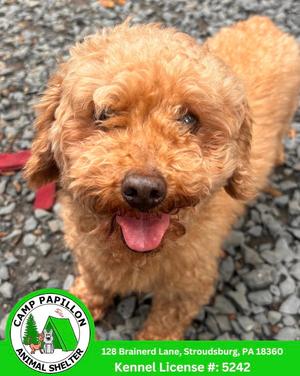 Kermit, Poodle (Miniature), adult, available for adoption
