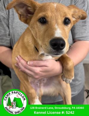 Leonardo, available for adoption