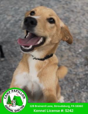 Leonardo, Shiba Inu, available for adoption