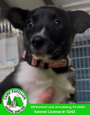 Marge, Border Collie, puppy, available for adoption