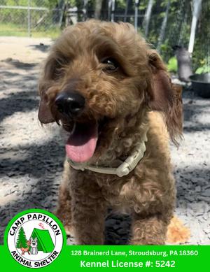 Reba, Poodle (Miniature), available for adoption