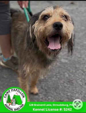 A happy dog with shaggy fur and a pink tongue is being walked on a leash. The background is a paved surface, and there is a logo in the bottom left corner that reads "Camp Papillon Animal Shelter" with an address and kennel license number.