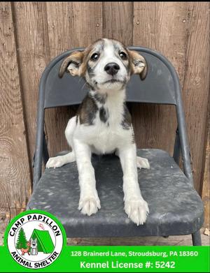 A black and white puppy sitting on a chair, looking up at the camera.