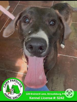 A close-up of a dog with a black and brown coat, its tongue hanging out, and a green logo in the bottom left corner that says "Camp Papillon Animal Shelter" with an address and license number.