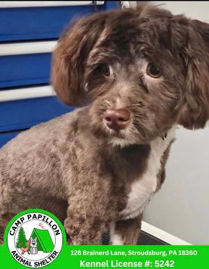 Choco Taco, Havanese, available for adoption