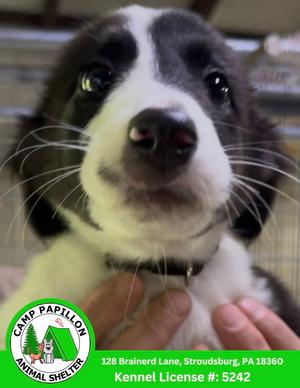 Lisa, Border Collie, puppy, available for adoption