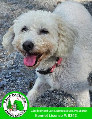 A fluffy white dog with a pink tongue sticking out, wearing a red collar, standing on a gravel surface. The image also includes a logo for Camp Papillon Animal Shelter with an address and kennel license number.