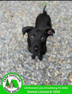 A black dog with floppy ears and brown eyes is looking up at the camera. The dog is standing on a gravel surface. In the bottom left corner, there is a logo for Camp Papillon Animal Shelter with the address 128 Brainerd Lane, Stroudsburg, PA 18360 and the Kennel License #5242.
