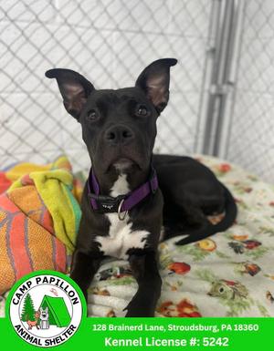 Mandy, American Pit Bull Terrier, young, available for adoption