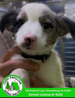Patch, Border Collie, available for adoption